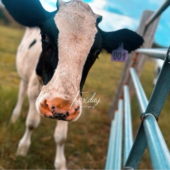 Meet your Posher, Julia - Picture 2 of 9